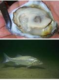 oyster-stuffed rockfish?